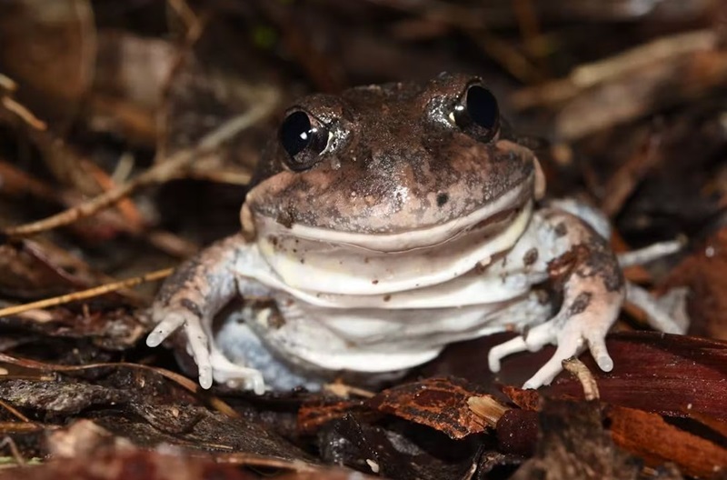 Banjo frog, brown with white belly, squatting on the leafy ground.